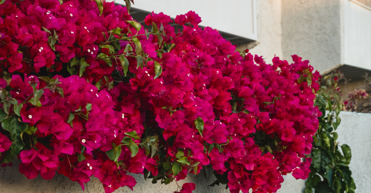 Bougainvillea (featured image)