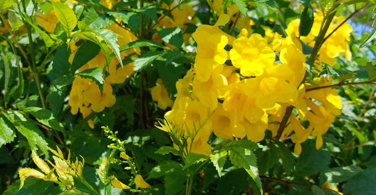 Esperanza (featured image)