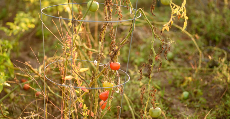 Why Your California Garden Looks Healthy But Fails In Heat