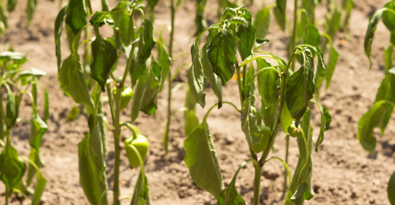Why Your Delaware Plants Keep Wilting And What The Heat Has To Do With It