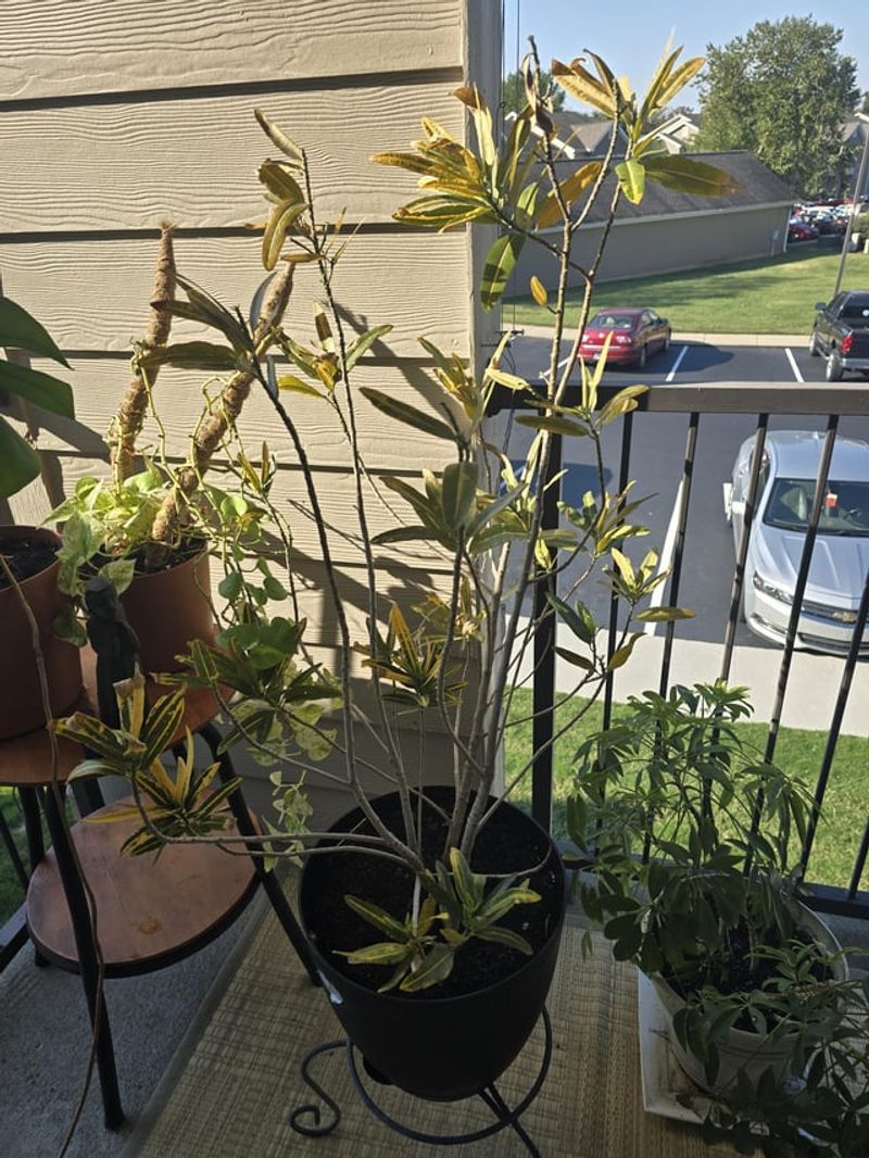 Why Your Florida Croton Looks Sad At The Bottom And What One Good Haircut Does About It Why Your Florida Croton Looks Sad At The Bottom And What One Good Haircut Does About It