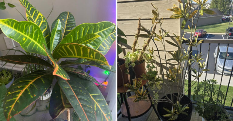 Why Your Florida Croton Looks Sad At The Bottom And What One Good Haircut Does About It