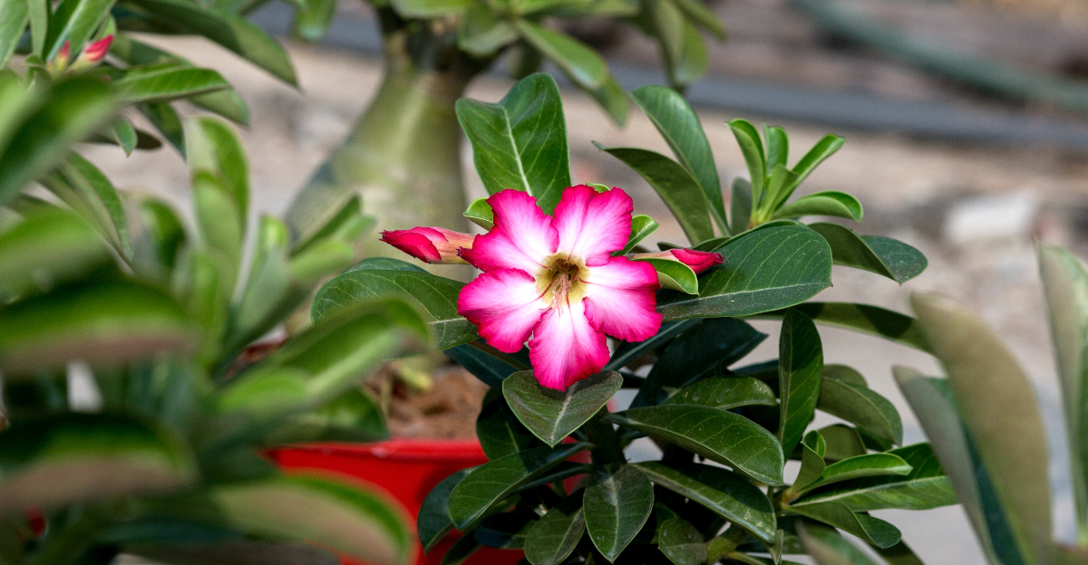 desert rose