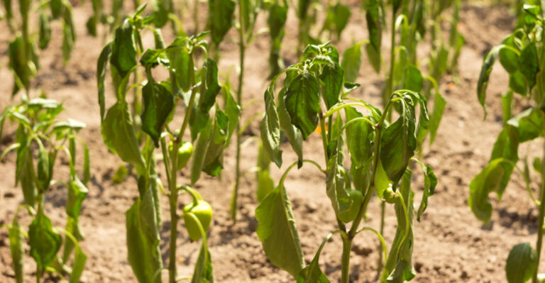 Why Your Florida Plants Are Wilting Even After You Water Them