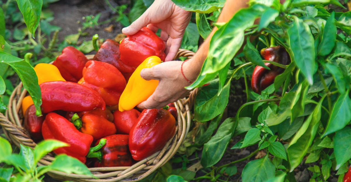 pepper plants (featured image)