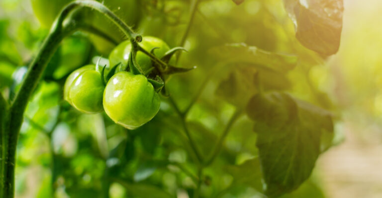 Why Your Illinois Tomatoes Get Leggy In July (And What To Do About It)
