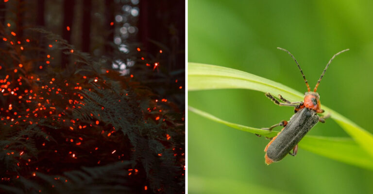 Why Your Illinois Yard Goes Dark At Night And How To Bring The Fireflies Back