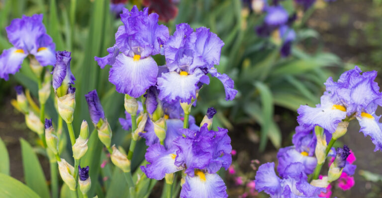 Why Your Minnesota Bearded Iris Stopped Blooming And What Dividing Them Right Now Can Do