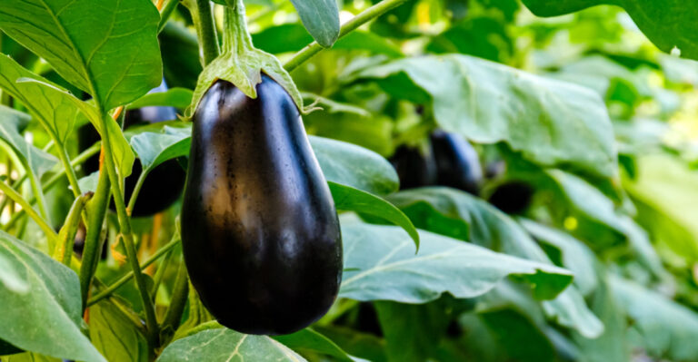 Why Your New Jersey Eggplants Are Struggling (And What To Do About It)