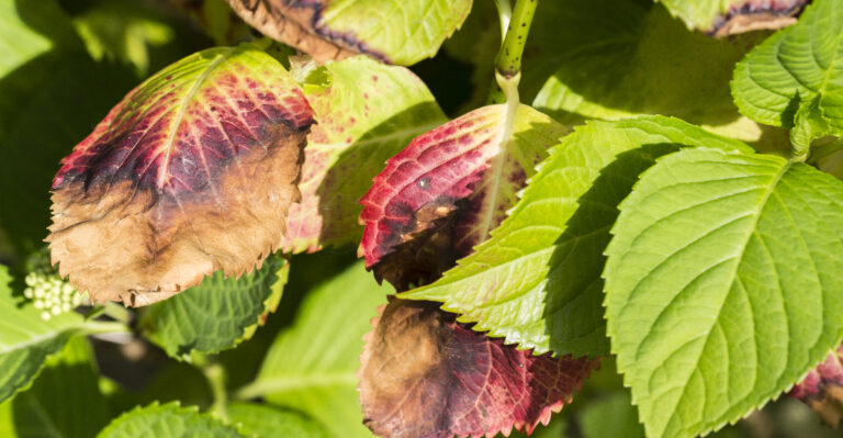 Why Your Oregon Hydrangea Leaves Are Turning Brown At The Edges In Summer