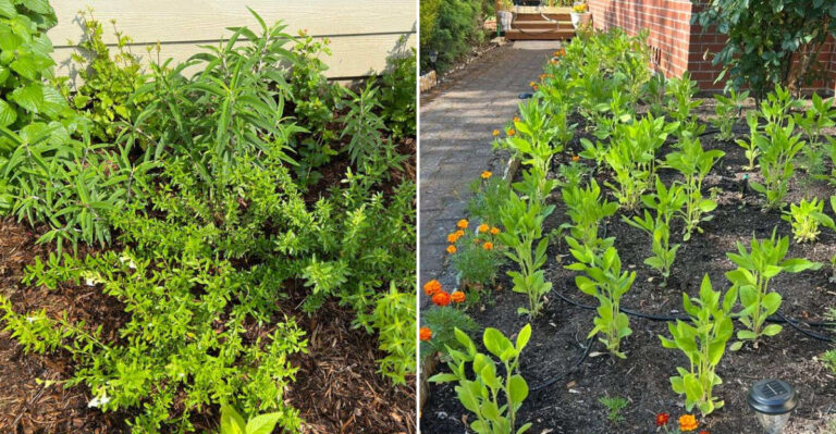 Why Your Oregon Perennials Didn’t Bloom This Year And How To Fix It