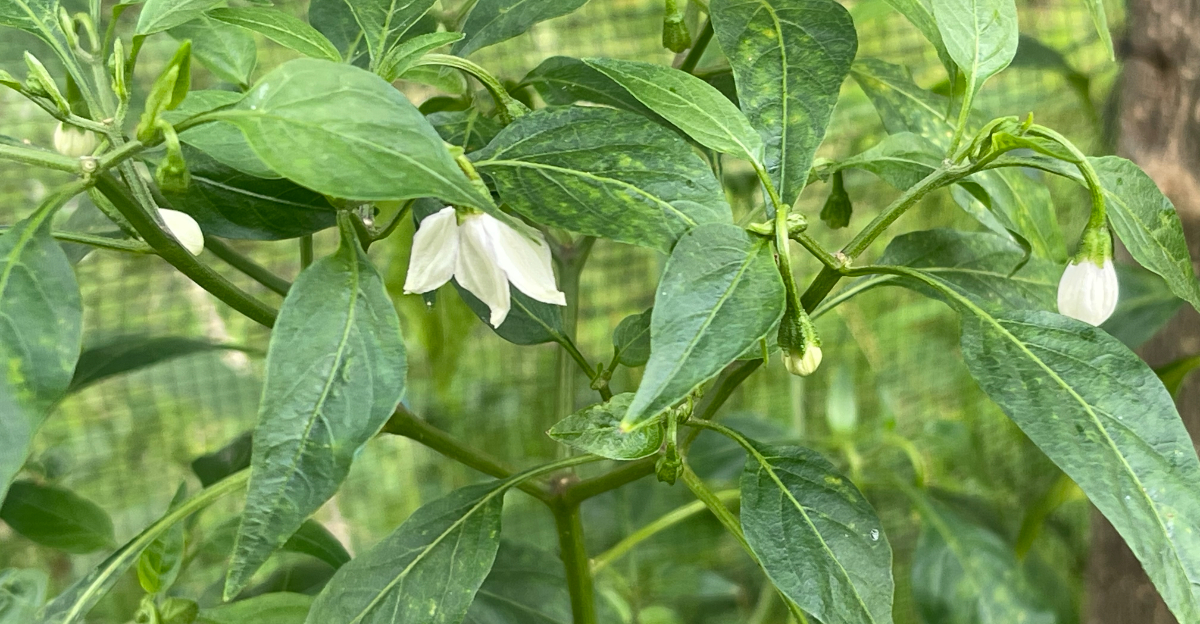 pepper flowering