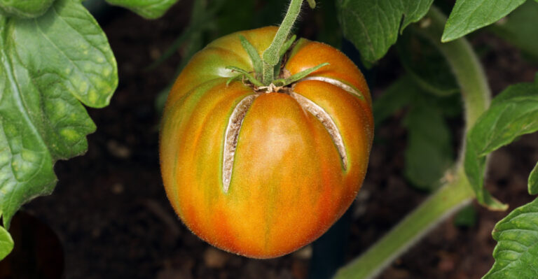 split tomato