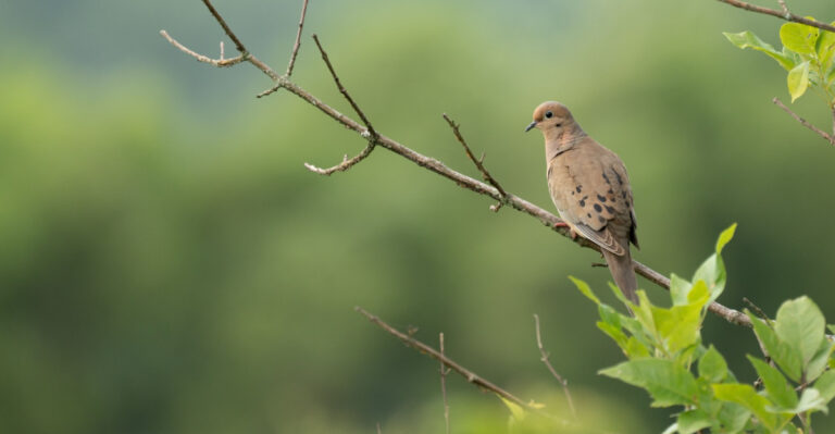 Why Your Virginia Yard May Be Exactly What Mourning Doves Are Looking For