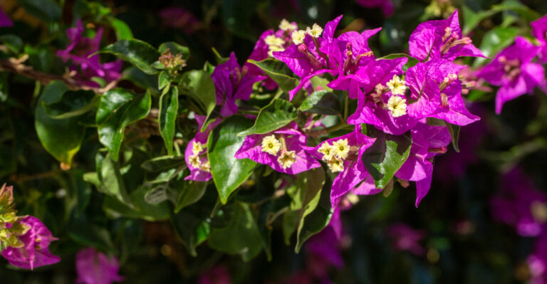 Bougainvillea (featured image)