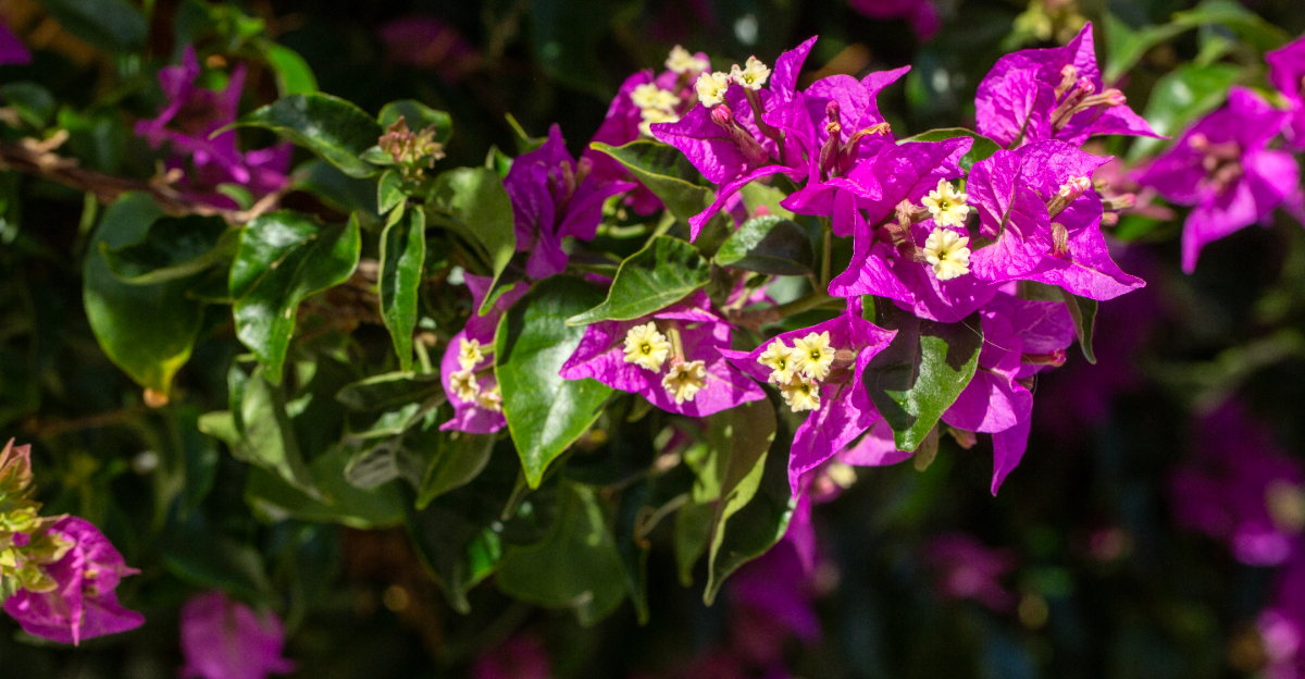 Bougainvillea (featured image)