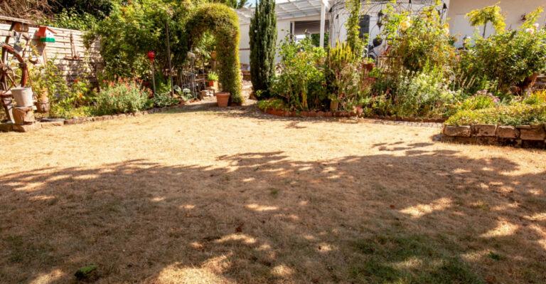 Why Your Wisconsin Lawn Is Browning In June And How To Save It Now
