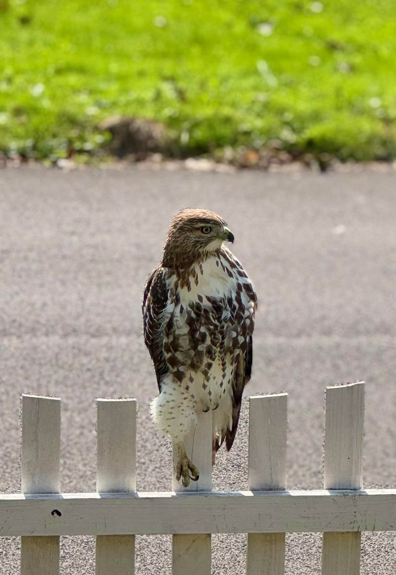 Why Your Yard Attracts Hawks More Than Open Fields