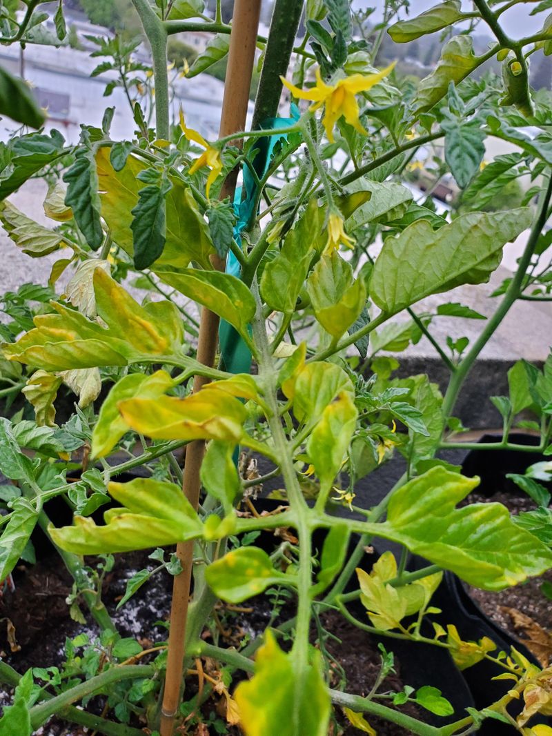 Wide Temperature Swings Between Day And Night Shock Foliage