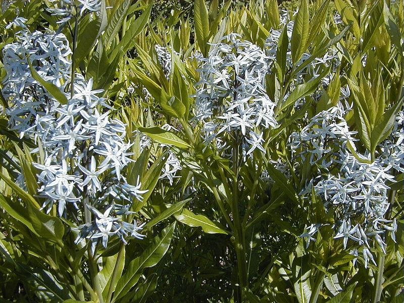 Wideleaf Blue Star Keeps A Compact Shape