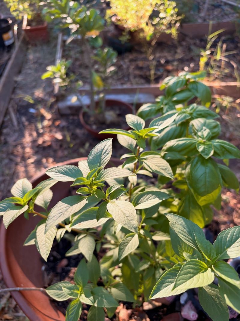 Wider Spacing Helps Air Move Through Basil Wider Spacing Helps Air Move Through Basil