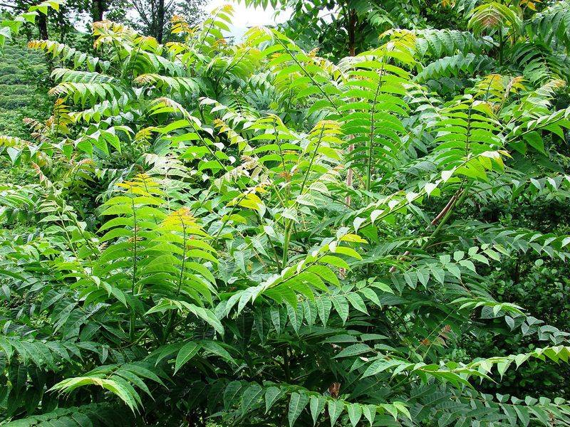 Widespread Tree-Of-Heaven Gives Them An Ideal Host