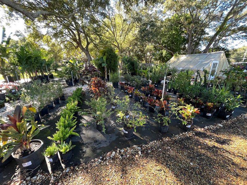 Wilcox Nursery Helps Tampa Bay Gardeners Track Down Native Edibles