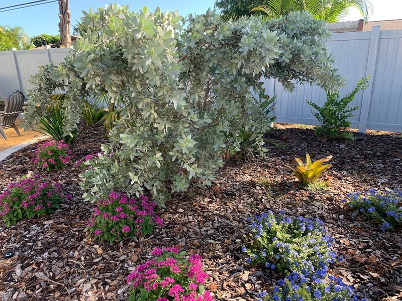 Wilcox Nursery Is Where Tampa Bay Gardeners Get Serious About Natives