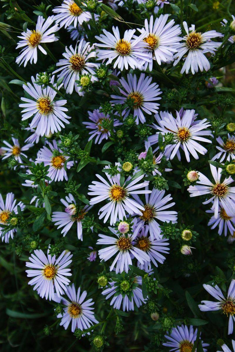 Wild Asters Wild Asters