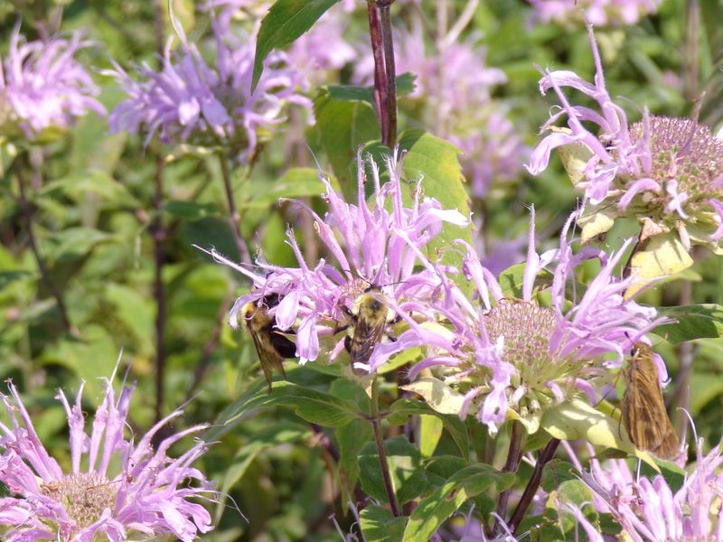 Wild Bergamot Wild Bergamot