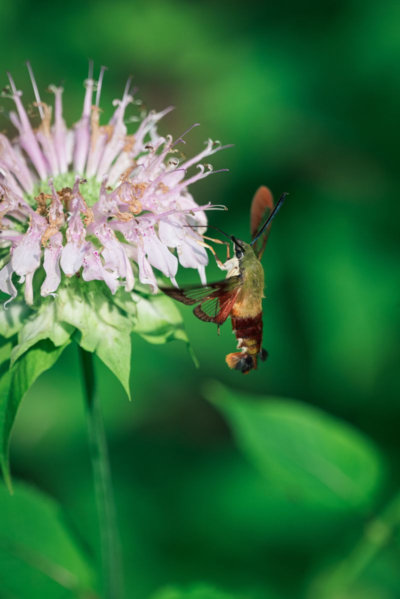 Wild Bergamot Wild Bergamot