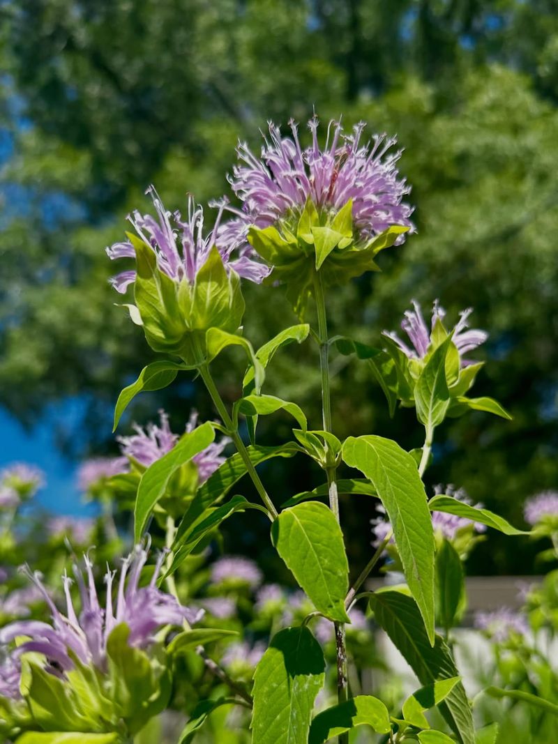 Wild Bergamot Wild Bergamot