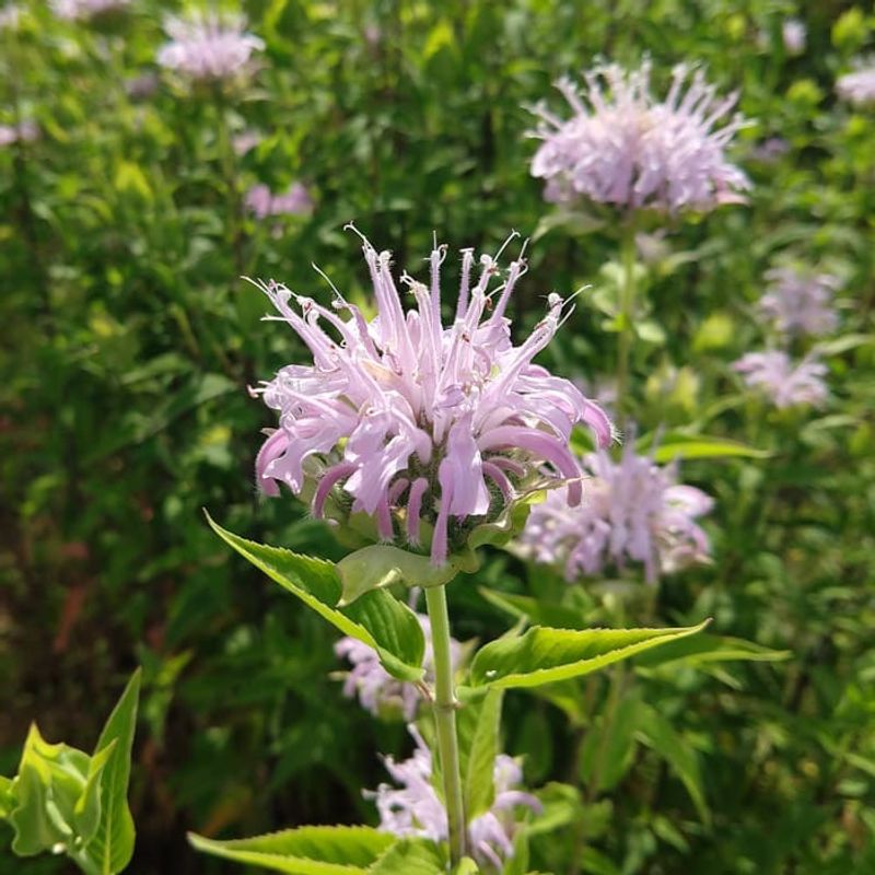 Wild Bergamot Wild Bergamot
