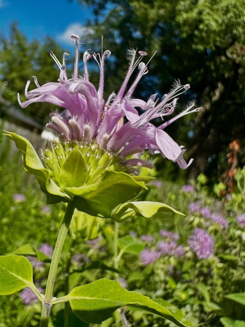 Wild Bergamot Wild Bergamot