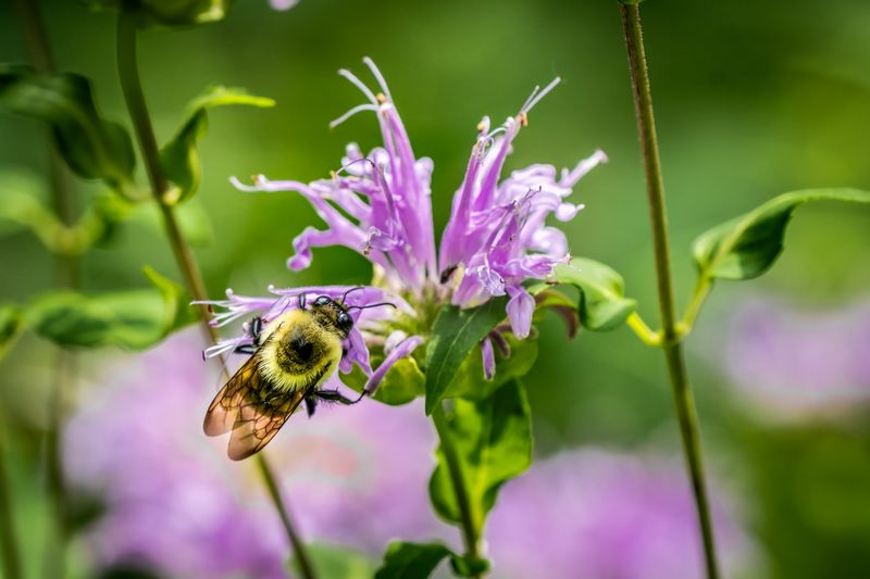 Wild Bergamot 
