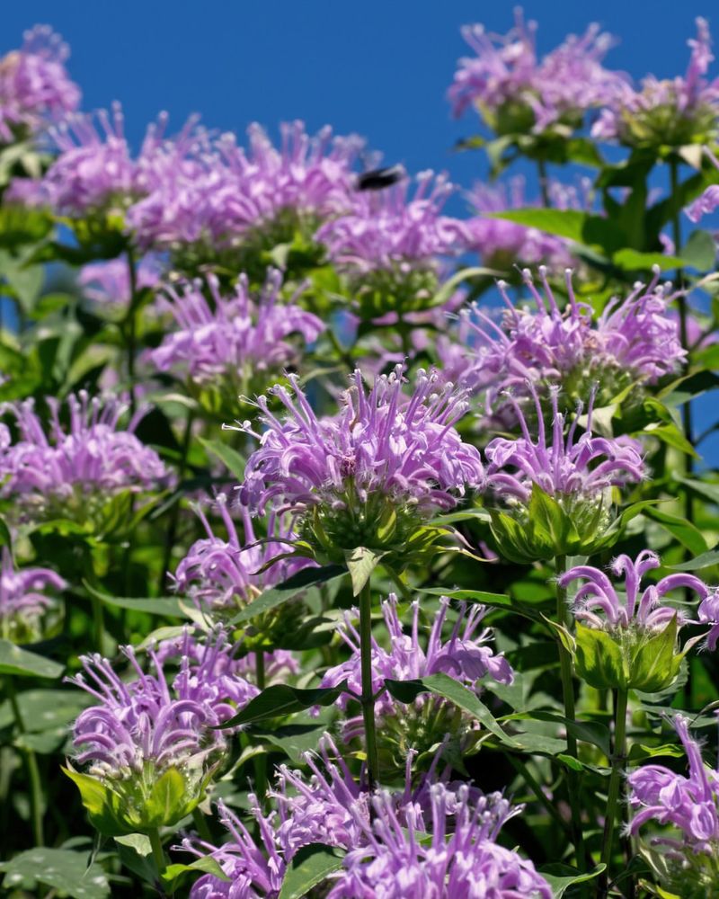Wild Bergamot Wild Bergamot