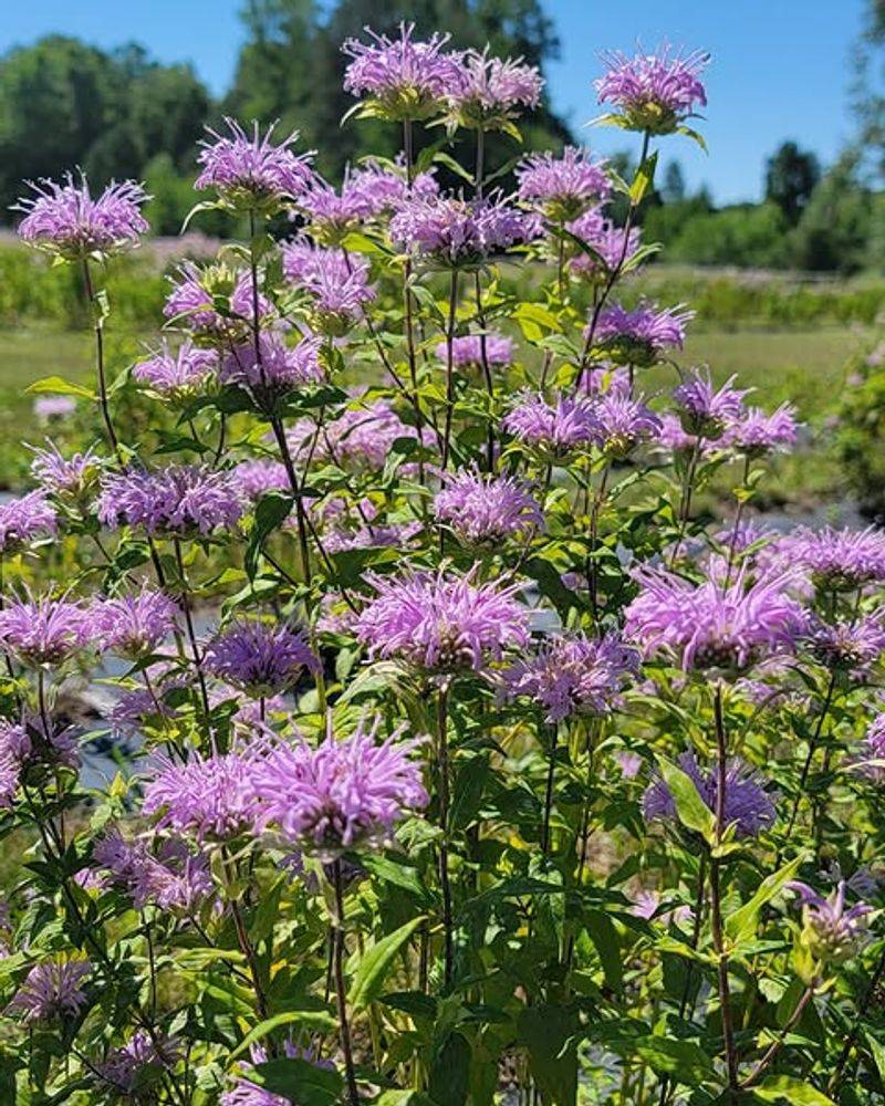 Wild Bergamot Wild Bergamot
