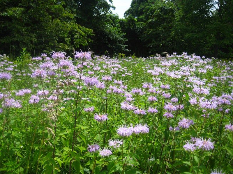 Wild Bergamot Adds Heat-Friendly Color