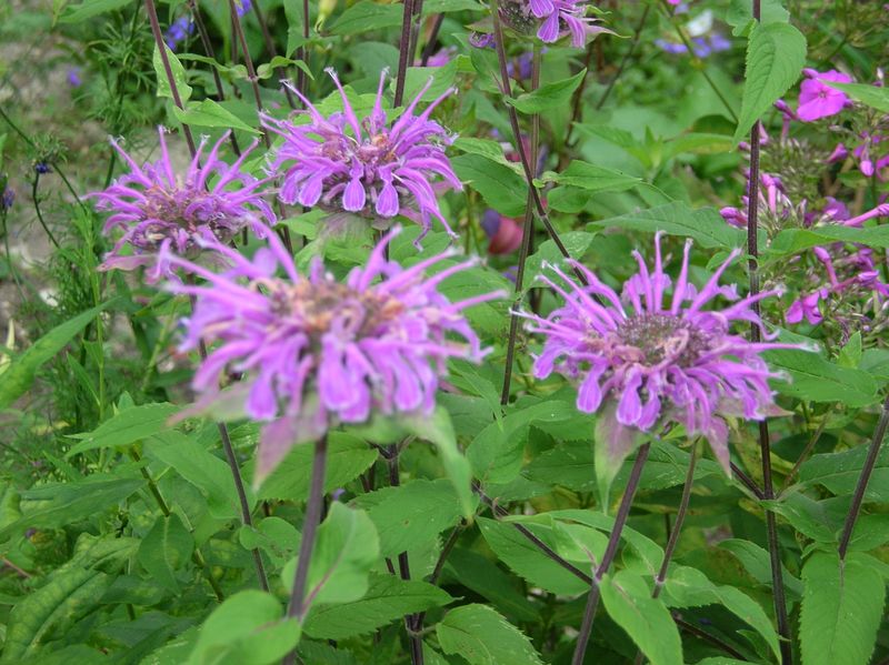 Wild Bergamot Becomes A Bee Magnet In Every Cart Wild Bergamot Becomes A Bee Magnet In Every Cart