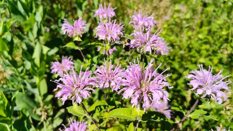 Wild Bergamot Brings Flowers To Managed Borders Wild Bergamot Brings Flowers To Managed Borders