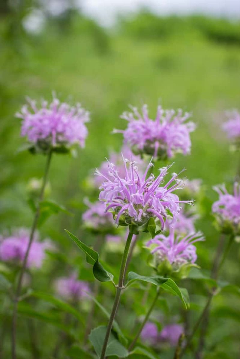 Wild Bergamot Brings Long-Lasting Color To Dry Sunny Borders Wild Bergamot Brings Long-Lasting Color To Dry Sunny Borders