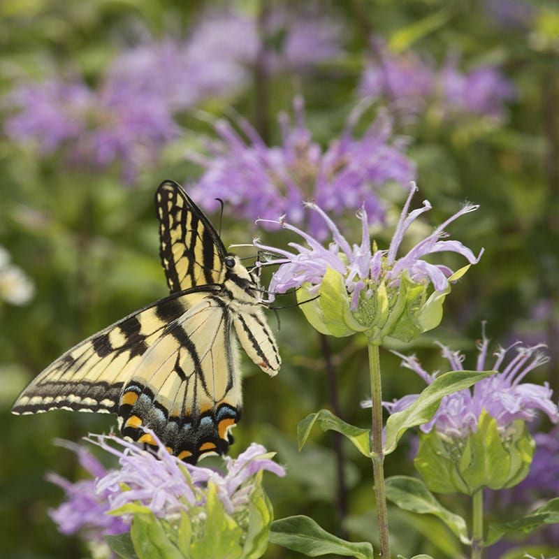 Wild Bergamot Draws Busy Pollinators