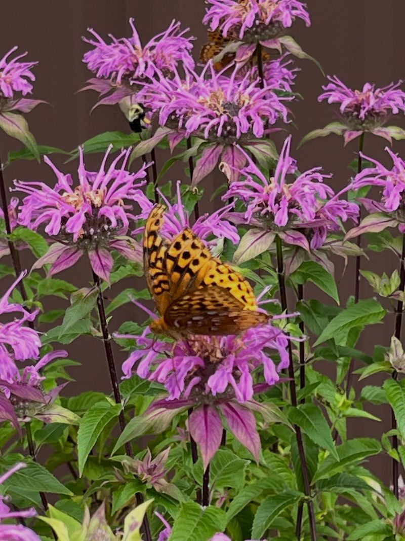 Wild Bergamot Draws Busy Wings