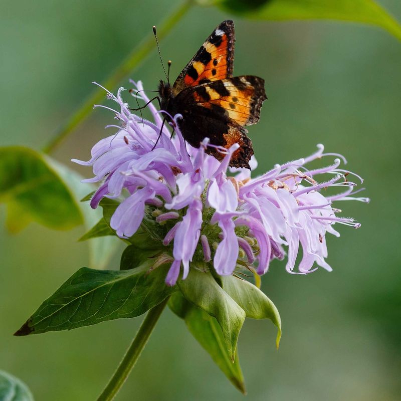 Wild Bergamot Leaves Useful Seed Heads Wild Bergamot Leaves Useful Seed Heads