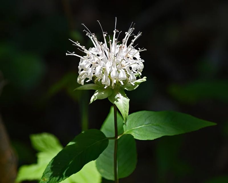 Wild Bergamot (Monarda Fistulosa)