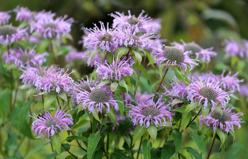 Wild Bergamot (Monarda Fistulosa) Wild Bergamot (Monarda Fistulosa)