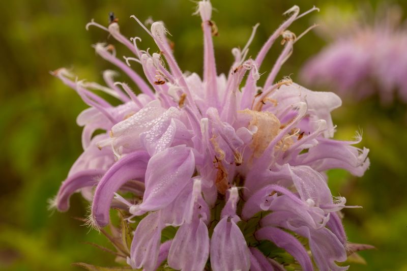 Wild Bergamot (Monarda Fistulosa)