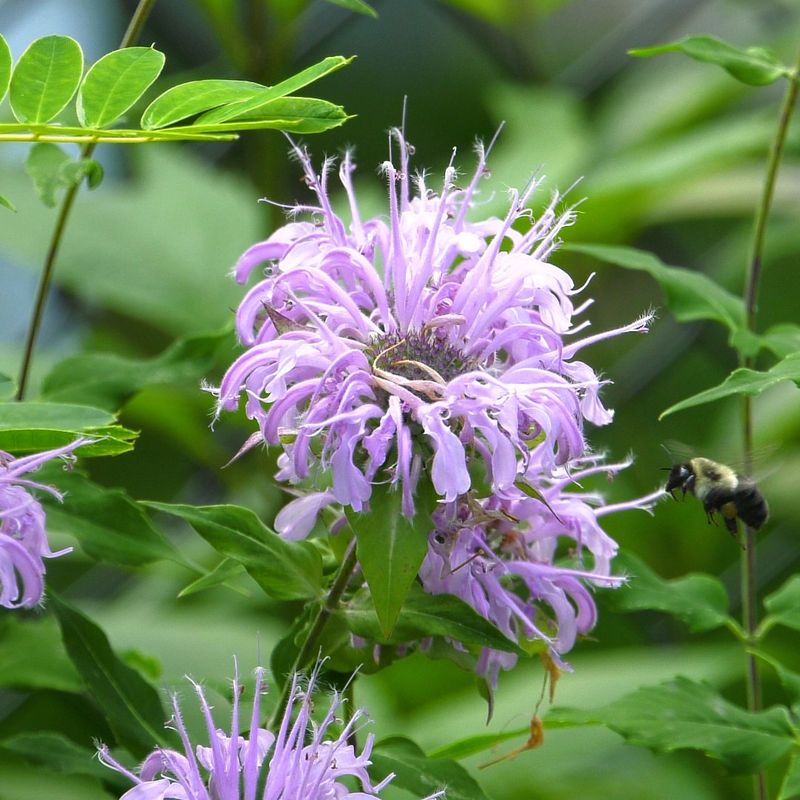 Wild Bergamot Produces Summer Blooms