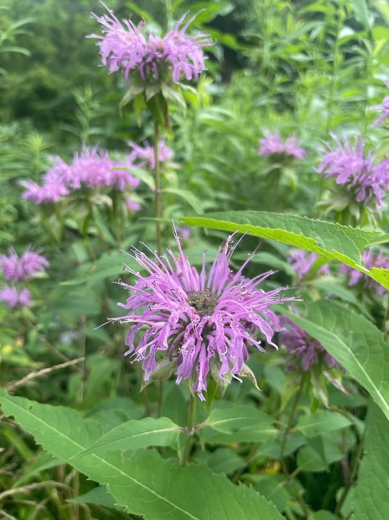 Wild Bergamot – Monarda Fistulosa Wild Bergamot – Monarda Fistulosa