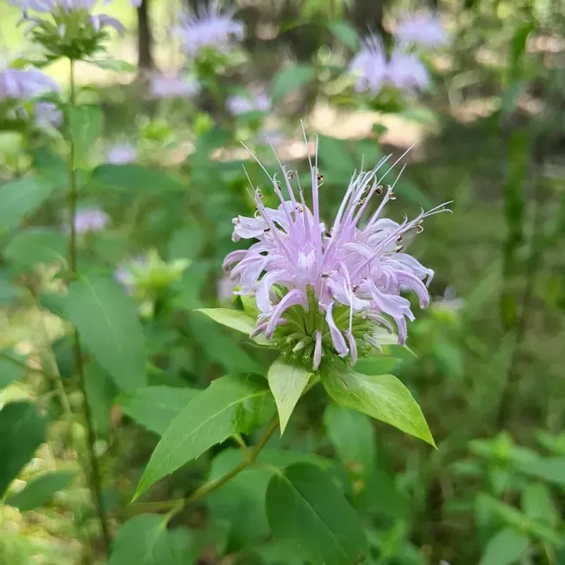Wild Bergamot Wild Bergamot